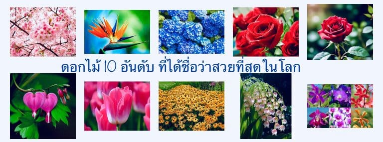 ดอกไม้ 10 อันดับ ที่ได้ชื่อว่าสวยที่สุดในโลก