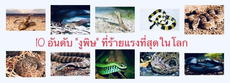 10 อันดับ “งูพิษ” ที่ร้ายแรงที่สุดในโลก