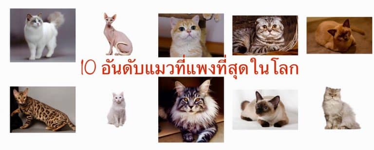 10 อันดับแมวที่แพงที่สุดในโลก