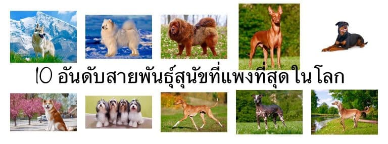 10 อันดับสายพันธุ์สุนัขที่แพงที่สุดในโลก