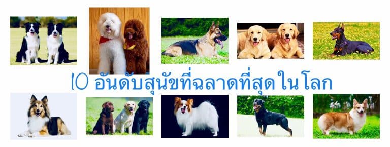 10 อันดับสุนัขที่ฉลาดที่สุดในโลก