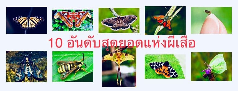 10 อันดับสุดยอดแห่งผีเสื้อ
