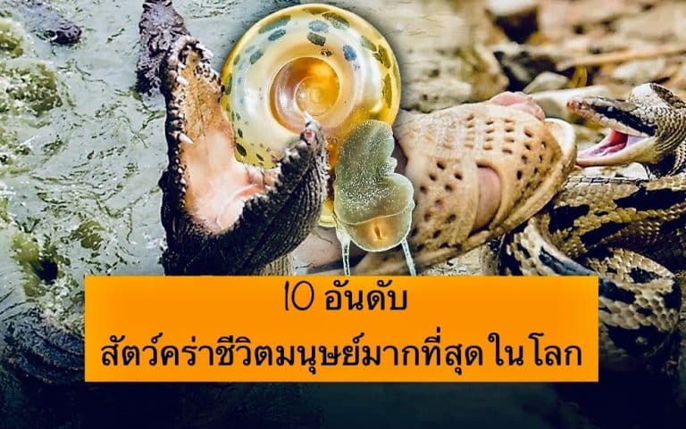 10 อันดับ สัตว์คร่าชีวิตมนุษย์มากที่สุดในโลก
