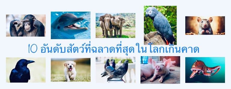 10 อันดับสัตว์ที่ฉลาดที่สุดในโลกเกินคาด