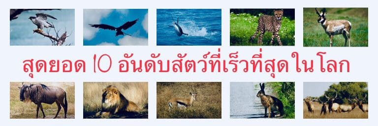 สุดยอด 10 อันดับสัตว์ที่เร็วที่สุดในโลก