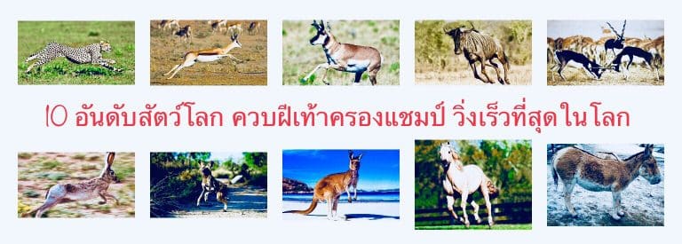 10 อันดับสัตว์โลก ควบฝีเท้าครองแชมป์ วิ่งเร็วที่สุดในโลก