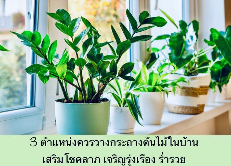 3 ตำแหน่งควรวางกระถางต้นไม้ในบ้าน เสริมโชคลาภ เจริญรุ่งเรือง ร่ำรวย