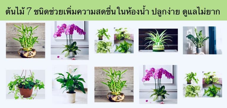 ต้นไม้ 7 ชนิดช่วยเพิ่มความสดชื่นในห้องน้ำ ปลูกง่าย ดูแลไม่ยาก