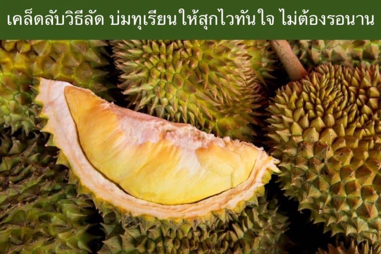 เคล็ดลับวิธีลัด บ่มทุเรียนให้สุกไวทันใจ ไม่ต้องรอนาน