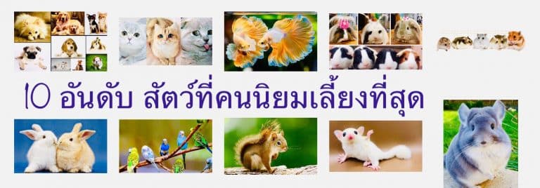 10 อันดับ สัตว์ที่คนนิยมเลี้ยงที่สุด