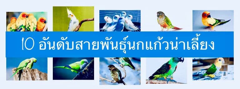 10 อันดับสายพันธุ์นกแก้วน่าเลี้ยง