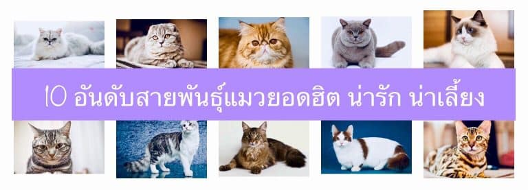 10 อันดับสายพันธุ์แมวยอดฮิต น่ารัก น่าเลี้ยง
