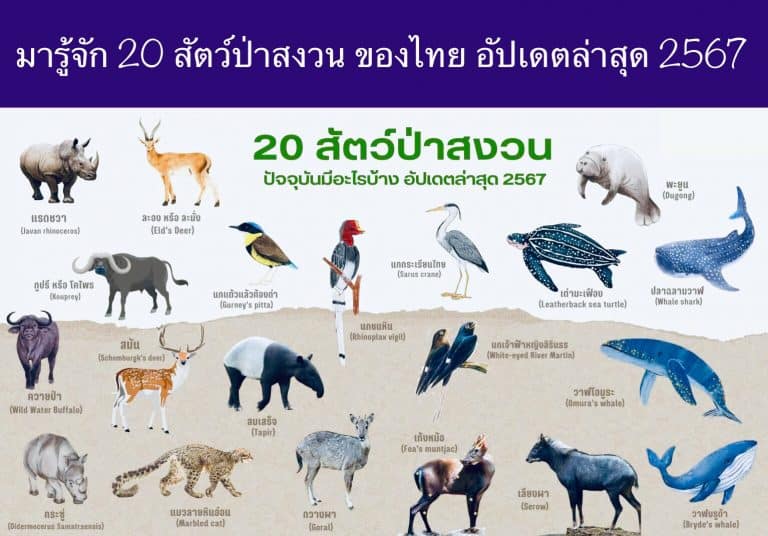มารู้จัก 20 สัตว์ป่าสงวน ของไทย อัปเดตล่าสุด2567