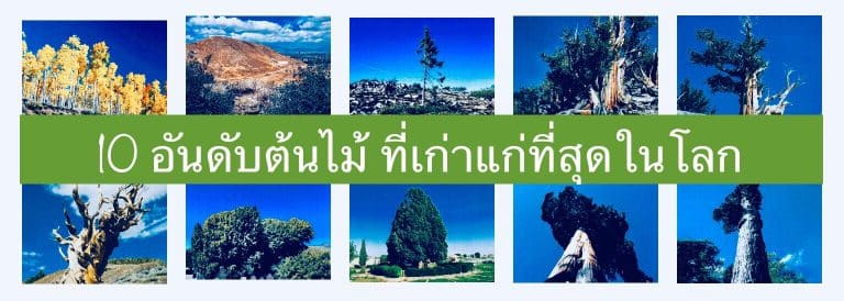 10 อันดับต้นไม้ ที่เก่าแก่ที่สุดในโลก