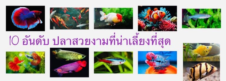 10 อันดับ ปลาสวยงามที่น่าเลี้ยงที่สุด