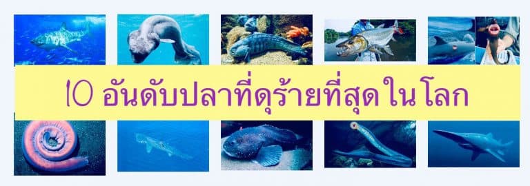 10 อันดับปลาที่ดุร้ายที่สุดในโลก