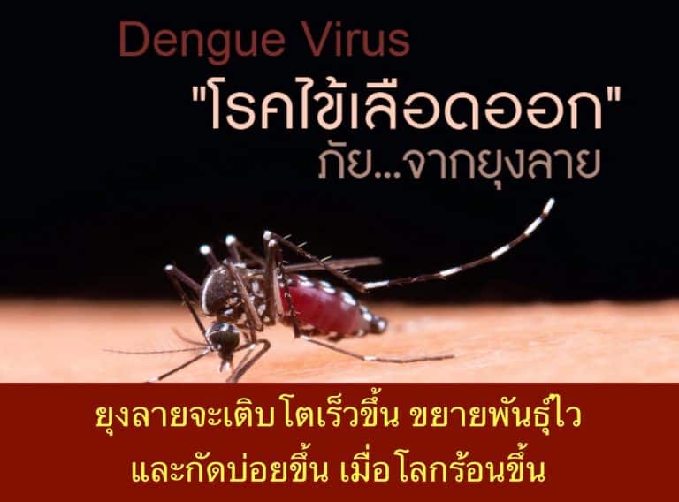 ยุงลายจะเติบโตเร็วขึ้น ขยายพันธุ์ไว และกัดบ่อยขึ้น เมื่อโลกร้อนขึ้น