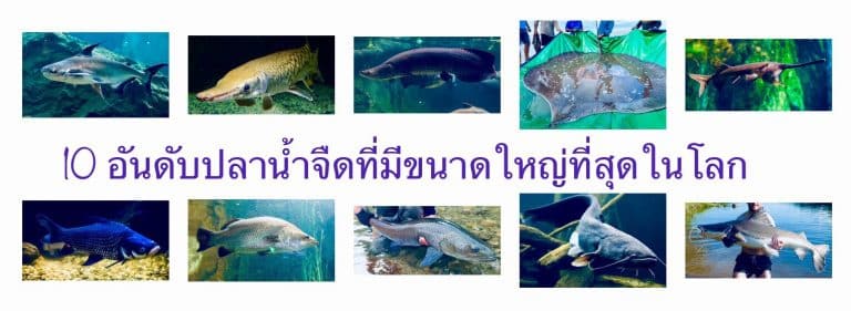 10 อันดับปลาน้ำจืดที่มีขนาดใหญ่ที่สุดในโลก