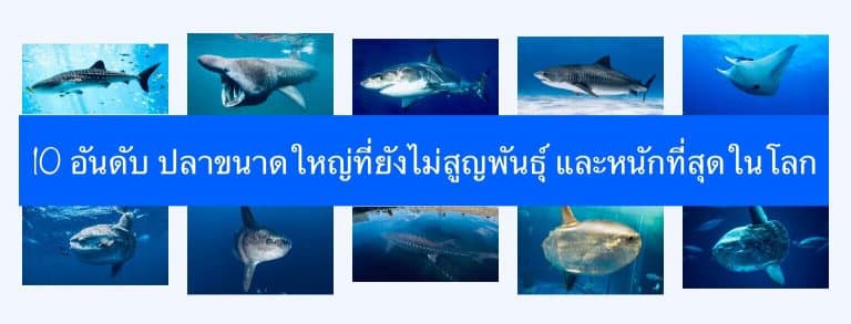 10 อันดับ ปลาขนาดใหญ่ที่ยังไม่สูญพันธุ์ และหนักที่สุดในโลก