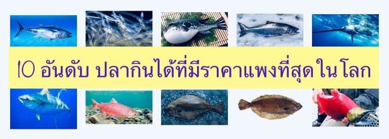 10 อันดับ ปลากินได้ที่มีราคาแพงที่สุดในโลก