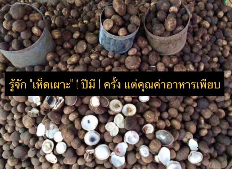รู้จัก “เห็ดเผาะ” 1 ปีมี 1 ครั้ง แต่คุณค่าอาหารเพียบ