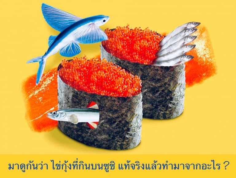 มาดูกันว่า ไข่กุ้งที่กินบนซูชิ แท้จริงแล้วทำมาจากอะไร