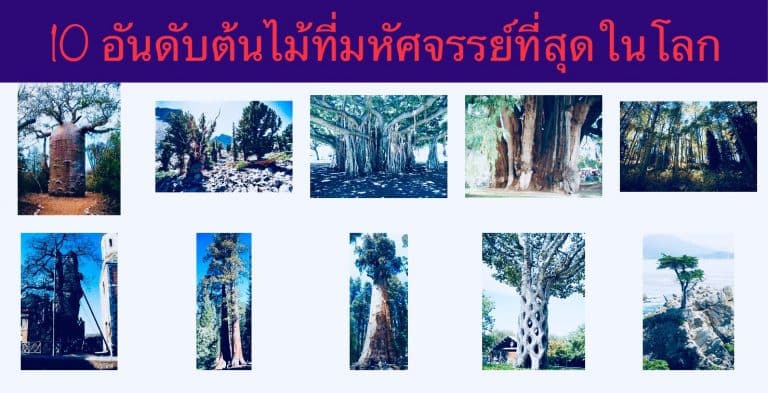 10 อันดับต้นไม้ที่มหัศจรรย์ที่สุดในโลก