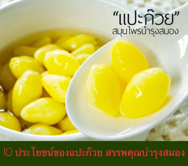 10 ประโยชน์ของแปะก๊วย สรรพคุณบำรุงสมอง