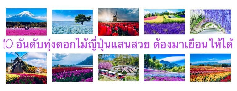 10 อันดับทุ่งดอกไม้ญี่ปุ่นแสนสวย ต้องมาเยือนให้ได้
