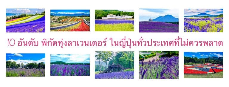 10 อันดับ พิกัดทุ่งลาเวนเดอร์ ในญี่ปุ่นทั่วประเทศที่ไม่ควรพลาด