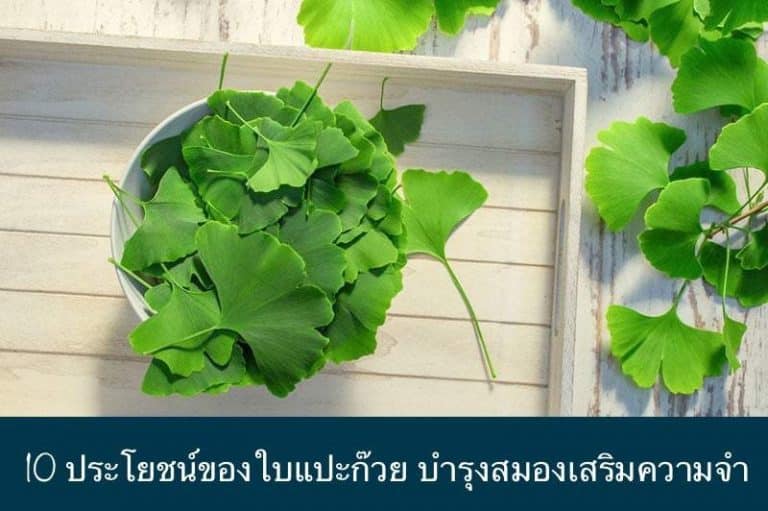 10 ประโยชน์ของใบแปะก๊วย บำรุงสมองเสริมความจำ