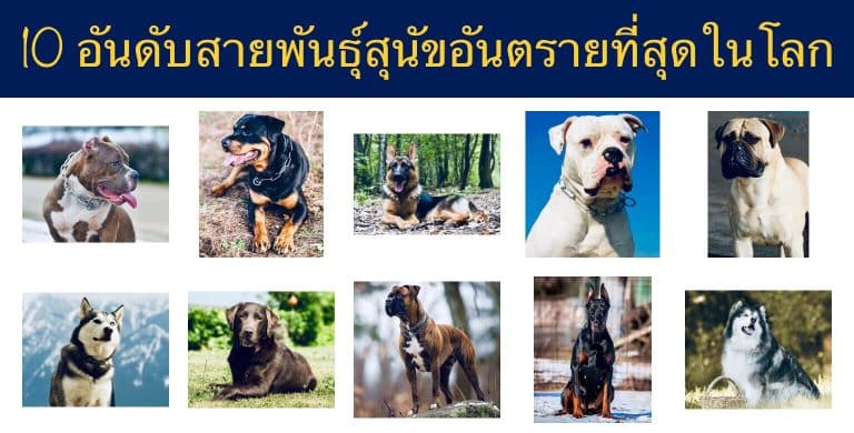 10 อันดับสายพันธุ์สุนัขอันตรายที่สุดในโลก