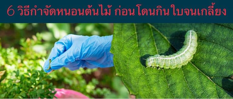 6 วิธีกำจัดหนอนต้นไม้ ก่อนโดนกินใบจนเกลี้ยง