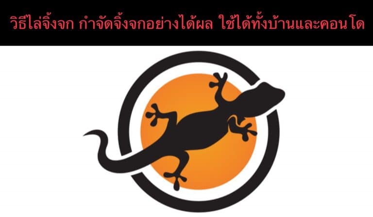 วิธีไล่จิ้งจก กำจัดจิ้งจกอย่างได้ผล ใช้ได้ทั้งบ้านและคอนโด