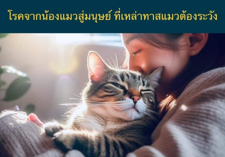 โรคจากน้องแมวสู่มนุษย์ ที่เหล่าทาสแมวต้องระวัง