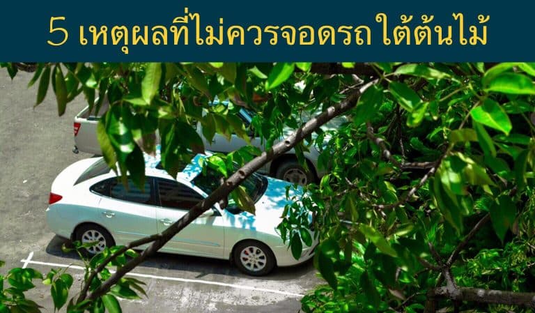 5 เหตุผลที่ไม่ควรจอดรถใต้ต้นไม้