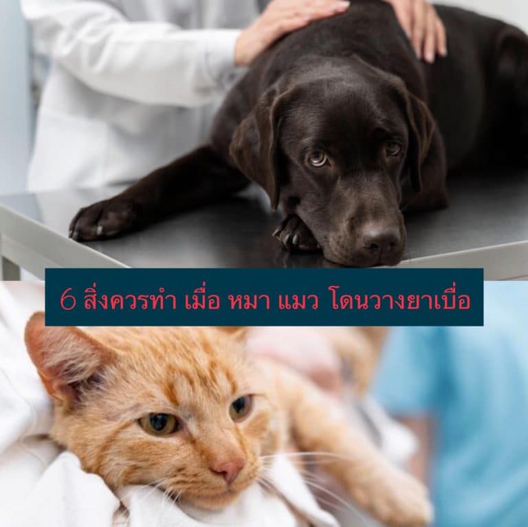 6 สิ่งควรทำ เมื่อ หมา แมว โดนวางยาเบื่อ