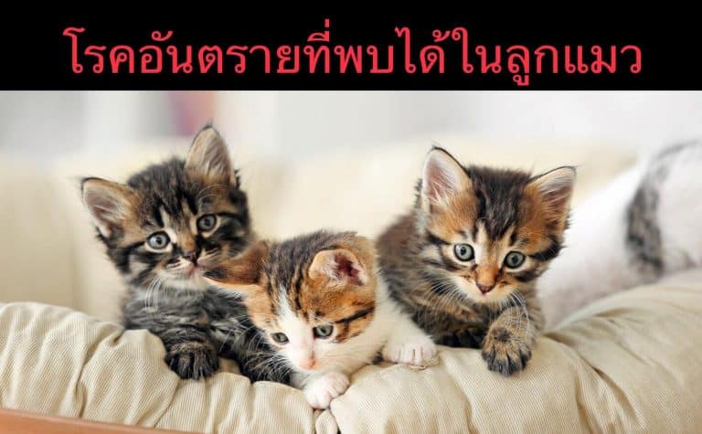 โรคอันตรายที่พบได้ในลูกแมว