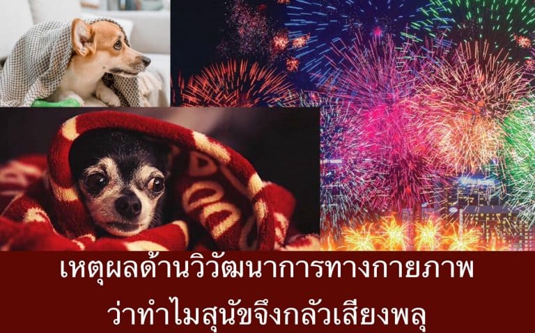 เหตุผลด้านวิวัฒนาการทางกายภาพ ว่าทำไมสุนัขจึงกลัวเสียงพลุ