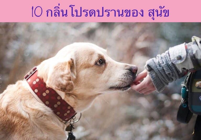 10 กลิ่นโปรดปรานของสุนัข