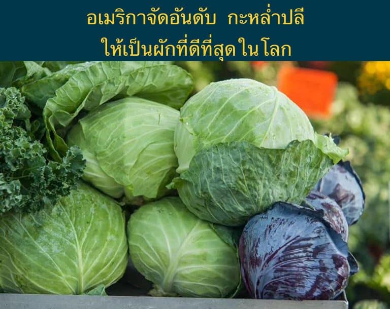 อเมริกาจัดอันดับ กะหล่ำปลี ให้เป็นผักที่ดีที่สุดในโลก