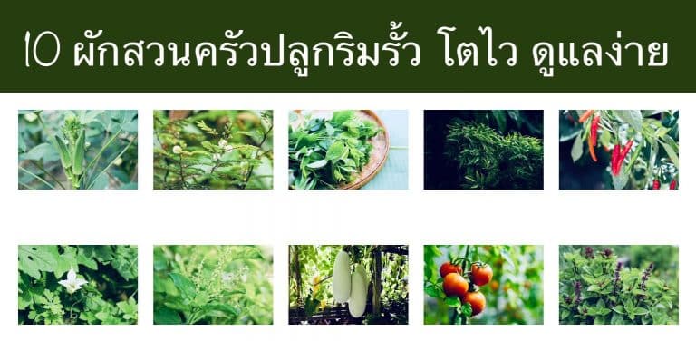 10 ผักสวนครัวปลูกริมรั้ว โตไว ดูแลง่าย
