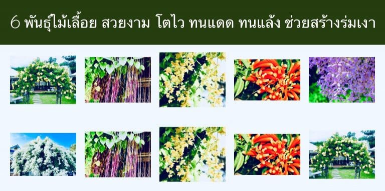 6 พันธุ์ไม้เลื้อย สวยงาม โตไว ทนแดด ทนแล้ง ช่วยสร้างร่มเงา