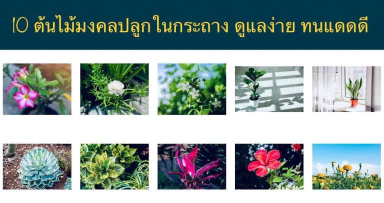 10 ต้นไม้มงคลปลูกในกระถาง ดูแลง่าย ทนแดดดี    