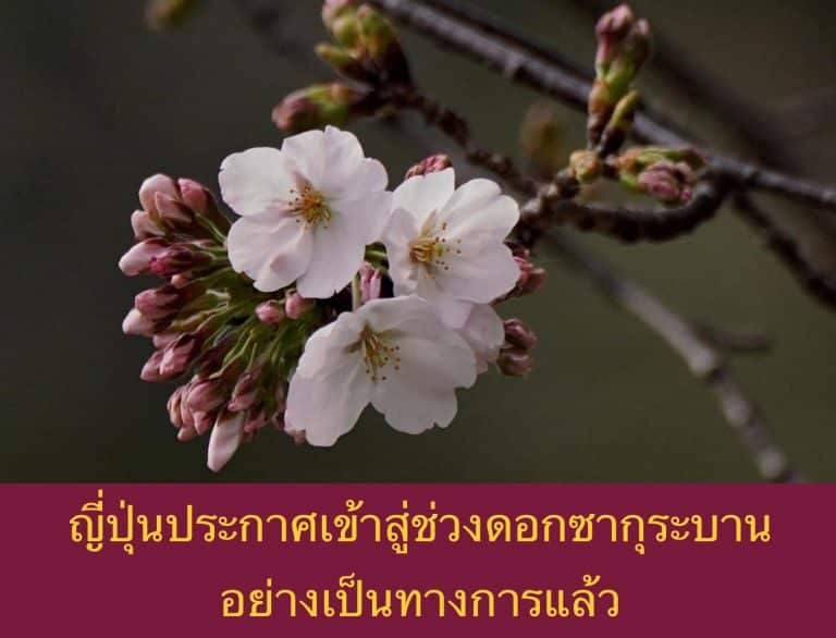 ญี่ปุ่นประกาศเข้าสู่ช่วงดอกซากุระบานอย่างเป็นทางการแล้ว