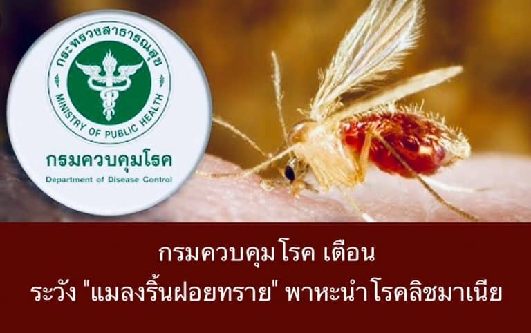 กรมควบคุมโรค เตือนระวัง “แมลงริ้นฝอยทราย” พาหะนำโรคลิชมาเนีย