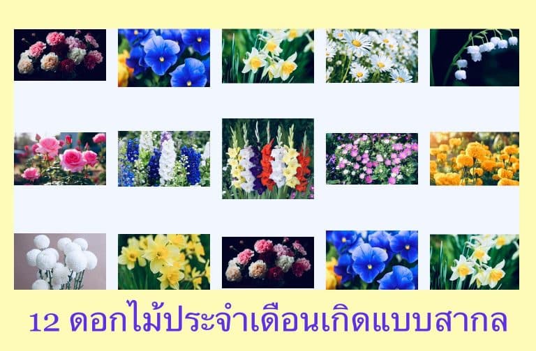 12 ดอกไม้ประจำเดือนเกิดแบบสากล