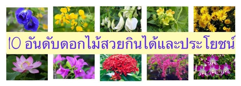 10 อันดับดอกไม้สวยกินได้และประโยชน์