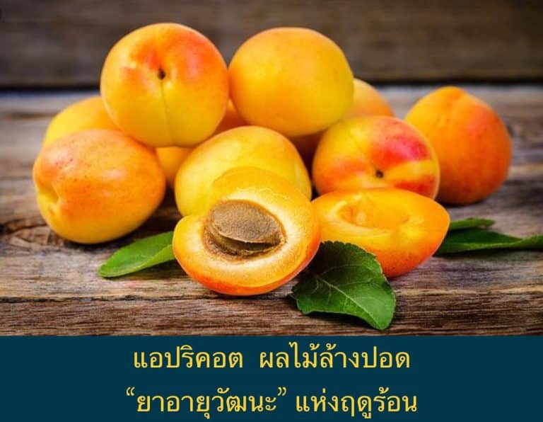 แอปริคอต ผลไม้ล้างปอด “ยาอายุวัฒนะ” แห่งฤดูร้อน