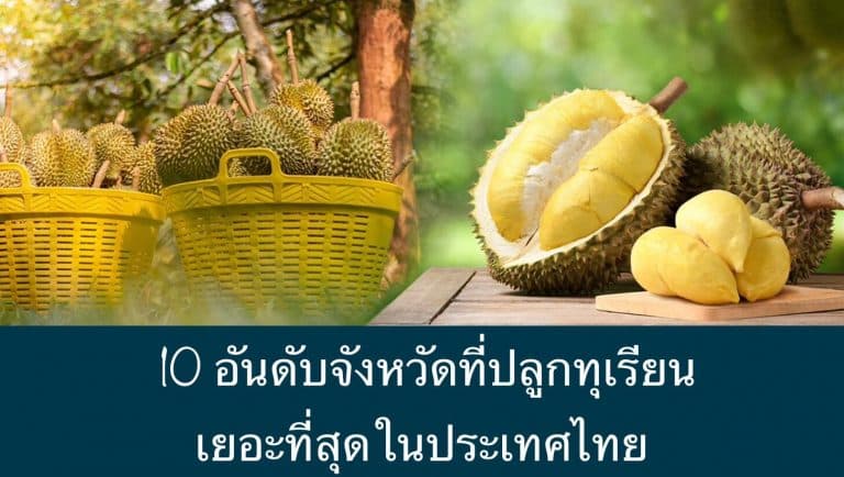 10 อันดับจังหวัดที่ปลูกทุเรียนเยอะที่สุดในประเทศไทย